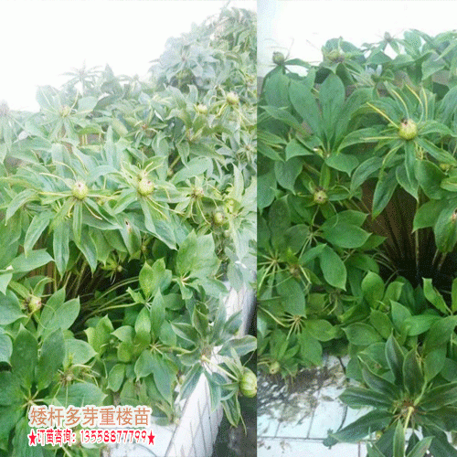 昆明重楼种苗价格_2019昆明种苗批发基地