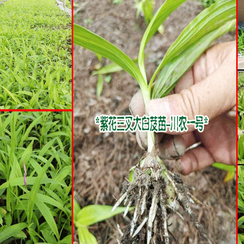2019.2.27白芨种苗_川农一号图片