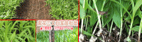 2019.2.27白芨多少钱一棵?