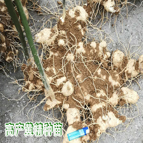 滇黄精主要分布_产区黄精种苗批发厂家