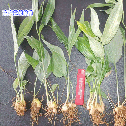 如何用根茎繁殖黄精_黄精种苗销售批发公司