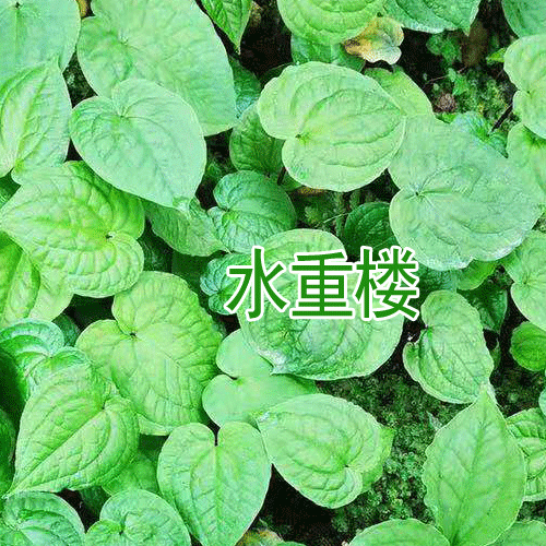 七叶一枝花_南重楼图片_南重楼是什么?