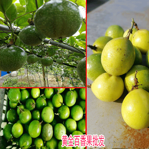 百香果,又叫鸡蛋果、爱情果_云南文山报价中心