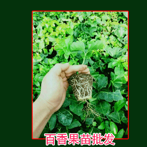百香果_黄金百香果，台农唐2号百香果苗图片
