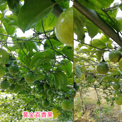 百香果_云南德宏州瑞丽市百香果价格