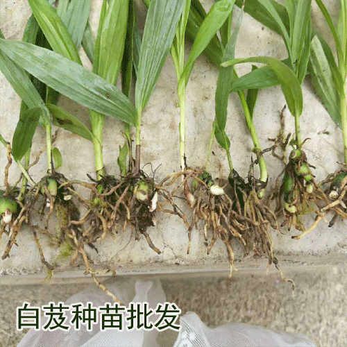 2019白芨,种苗,品种如何选择_白芨小苗咨询