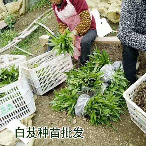 白芨要怎么种植_白芨种苗批发市场云南百花中药材种植有限公司