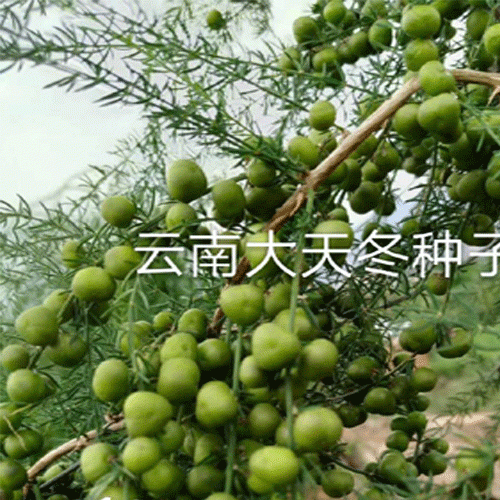 哪里的天冬药材种子多?