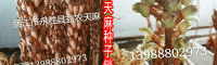 红天麻种子_求购天麻种子(免费咨询)