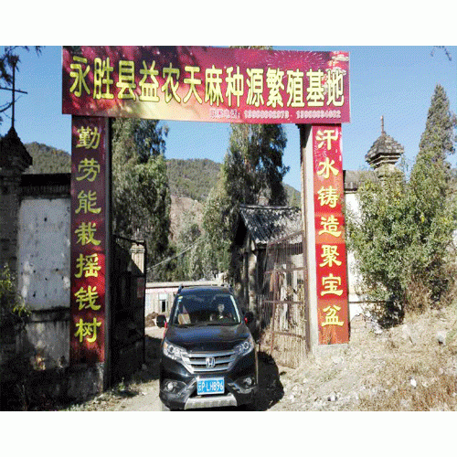 天麻种植如何防治蝼蛤、蛴螬、白蚂蚁