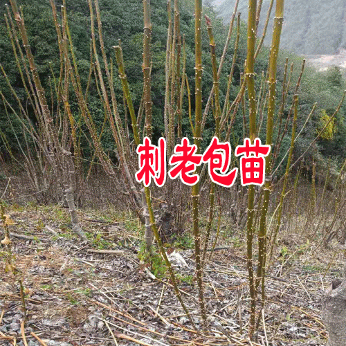 刺嫩芽(刺老包)一亩经济收入在多少?