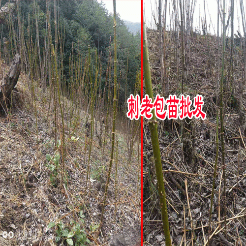 人工栽植刺嫩芽技术与要求?