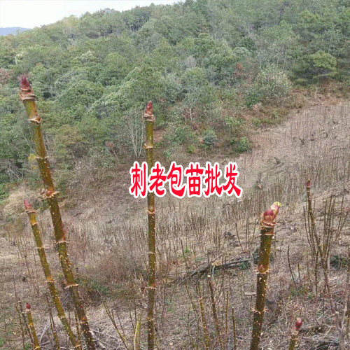 刺嫩芽如何种子育苗_刺嫩芽幼苗怎么管理