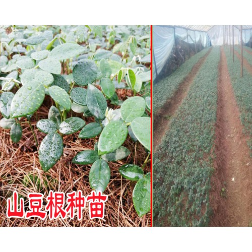 这几种作物可以与山豆根一起套种?