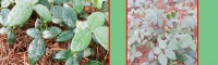 山豆根苗供应_山豆根种植施什么肥