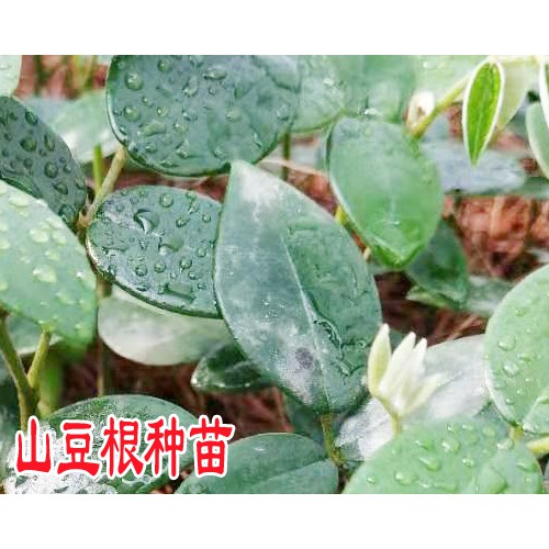 云南山豆根苗价格|贵州山豆根苗价格|