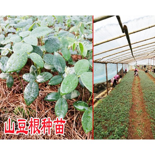 贵阳山豆根种苗多少钱一株来电咨询
