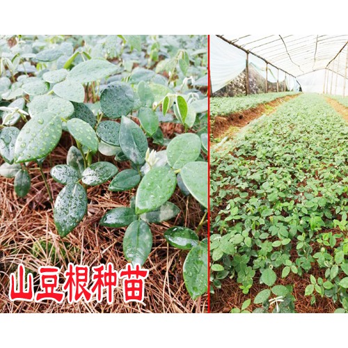 远高于《药典》0.7%的山豆根种苗