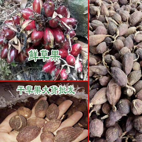 安国草果价格_草果价格统货在35元