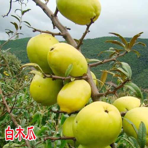 西双版纳红心木瓜价格_红心木瓜供应