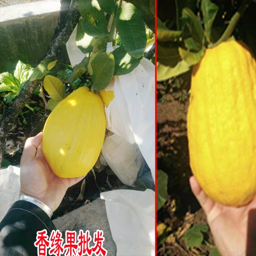 香橼(又叫佛手柑)晒干泡水喝功效