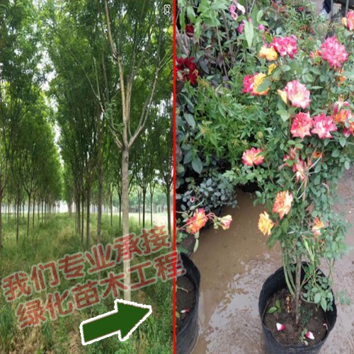 工程苗木报价_绿化草坪.草皮.护坡草坪