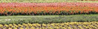 薰衣草花海_花海免费咨询