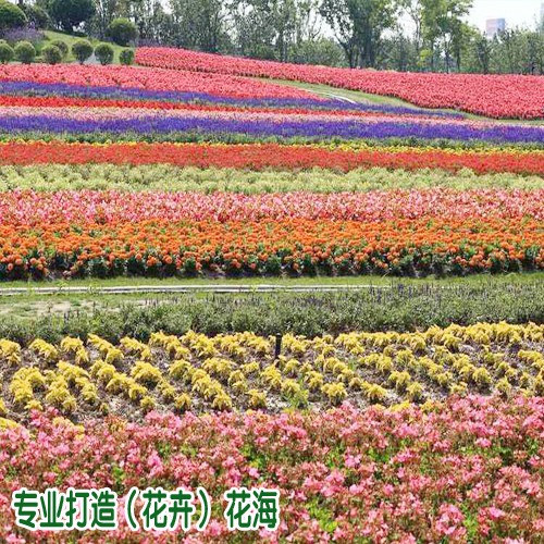 花海品种花卉这几点很重要