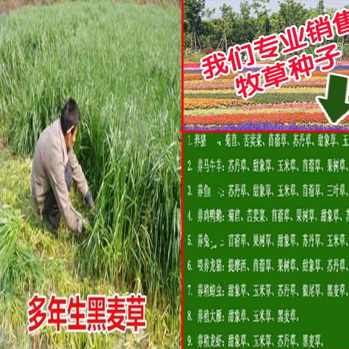 皇竹草是什么_牧草种子批发销售