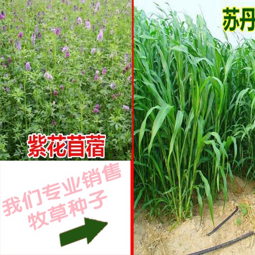 皇竹草苗期应该怎么管理_牧草种子批发销售公司