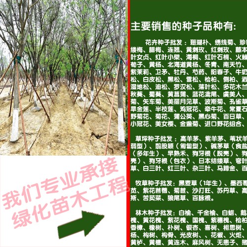 皇竹草用途与特点