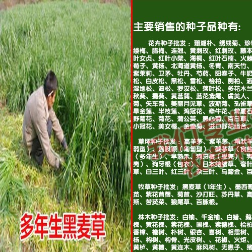 适合苏丹草种子温度与环境