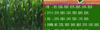 墨西哥玉米草_新品种草种子