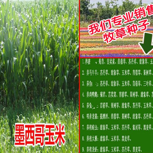 种植两亩墨西哥玉米草可以养殖羊100只左右