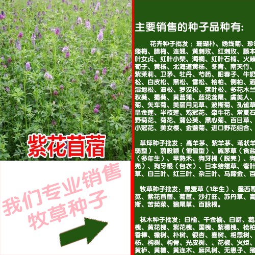 甜高粱种植优势_株高能达到多少?