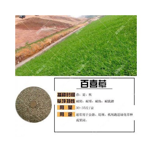高羊茅种子多少钱一斤?