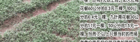 花椒树苗多少钱一棵?