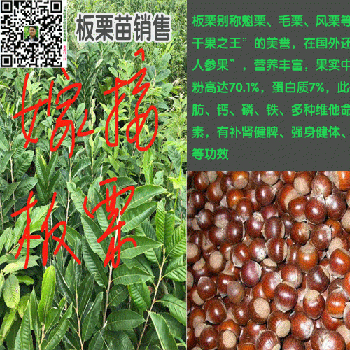 板栗苗多少钱一棵
