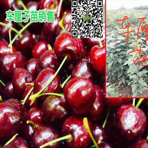 车厘子种植有哪些条件?