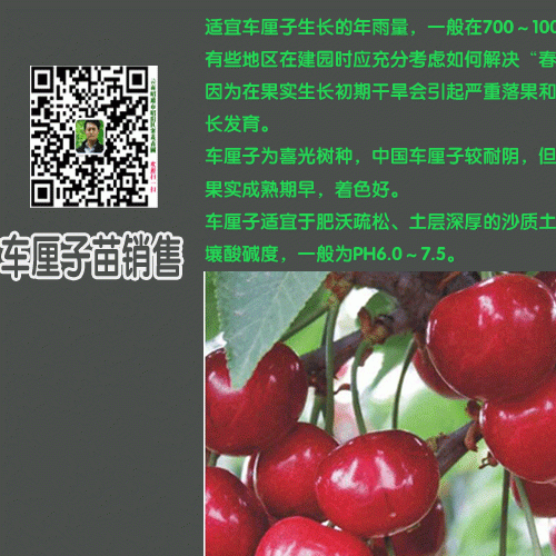 车厘子树苗的繁殖方法