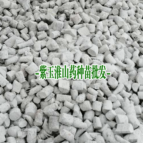 山药新型种法(紫玉淮山药)_种紫玉淮山药每亩多少种子