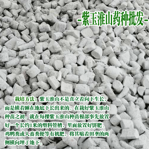 山药_紫玉淮山种_种紫玉淮山药的槽子
