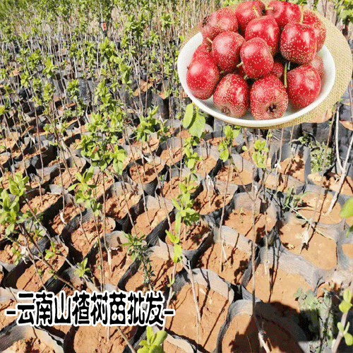 山楂苗图片_山楂苗哪里有_供应山楂苗