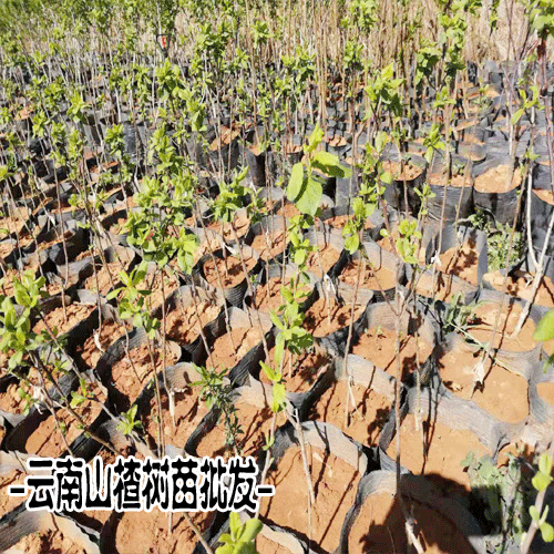 山楂苗批发价格_山楂苗几年结果