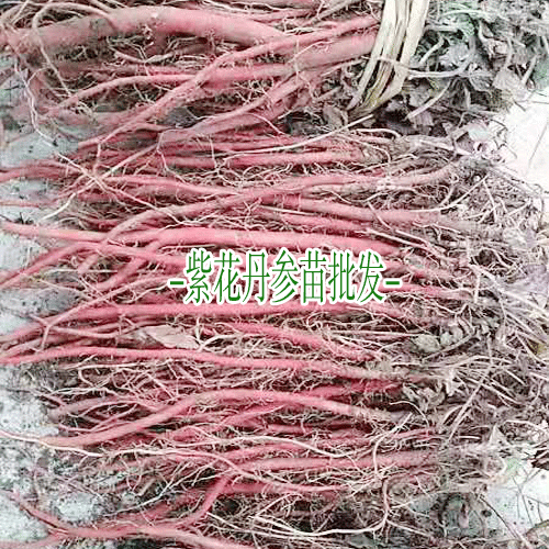 丹参苗_丹参苗价格_丹参苗多少钱?
