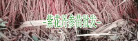 丹参苗的价格_求购丹参苗_丹参苗价格是多少?多少钱一斤