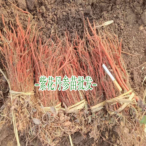 丹参一亩地的纯利润为3300-4800元