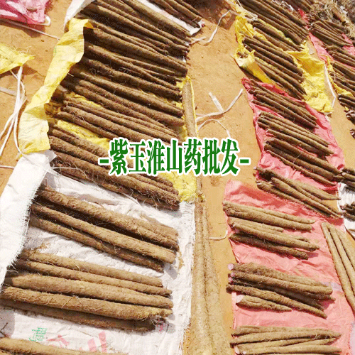 紫玉淮山药槽子在哪里可以买得到