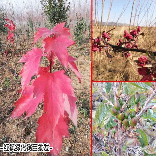 曲靖市农民专业合作社产品图片信息