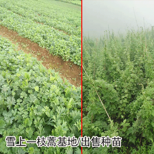 一枝蒿,铁棒锤小苗成什么样(附图)_功效与作用